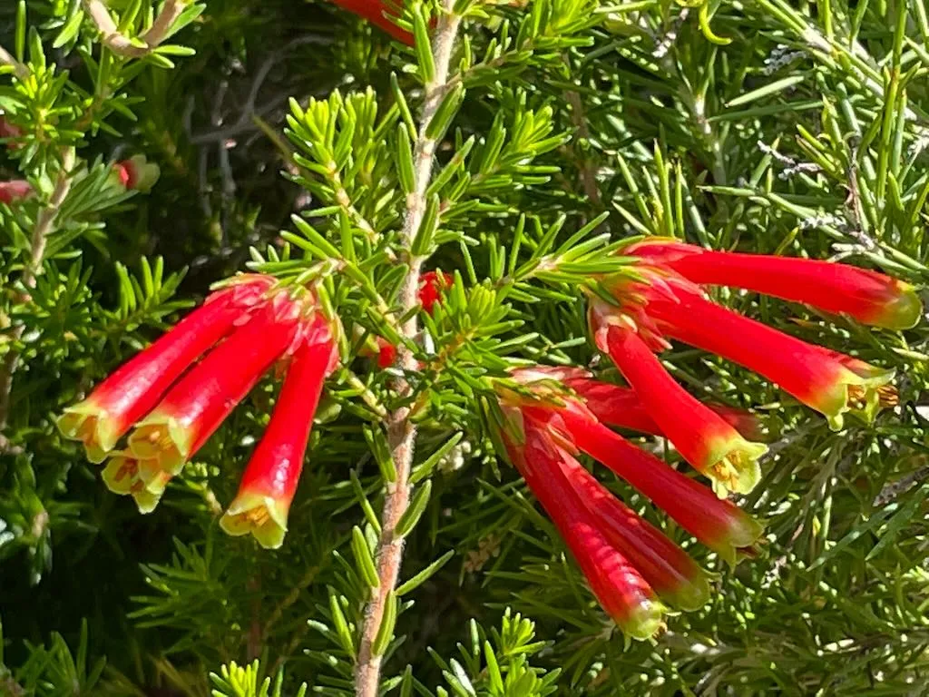 Erica speciosa_result - Online Flower Garden Erica speciosa