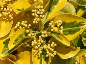 Euonymus japonicus 'Aureomarginatus'
