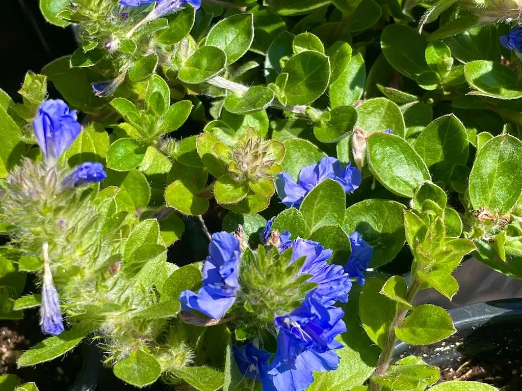 Evolvulus Beach Bum Blue-1_result - Online Flower Garden Evolvulus'Beach Bum Blue'