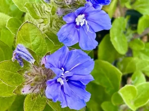 Evolvulus 'Beach Bum Blue'