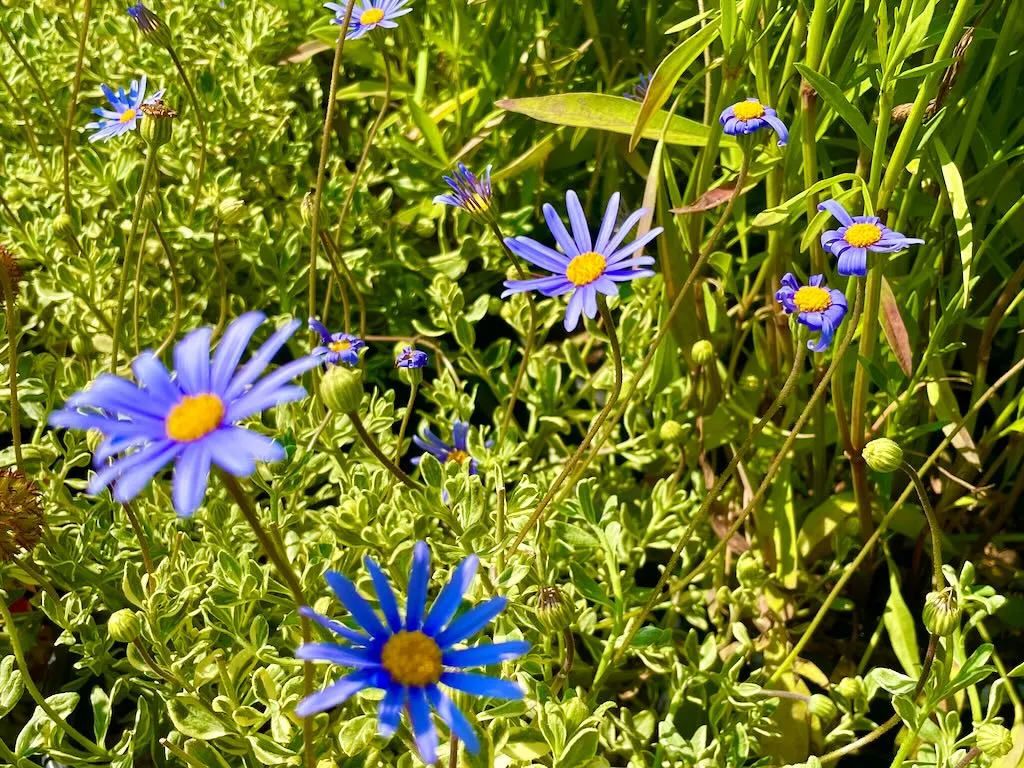 Felicia amelloides or Blue Marguerite-1_result - Online Flower Garden Felicia amelloides or Blue Marguerite