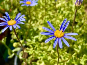 Felicia amelloides or Blue Marguerite