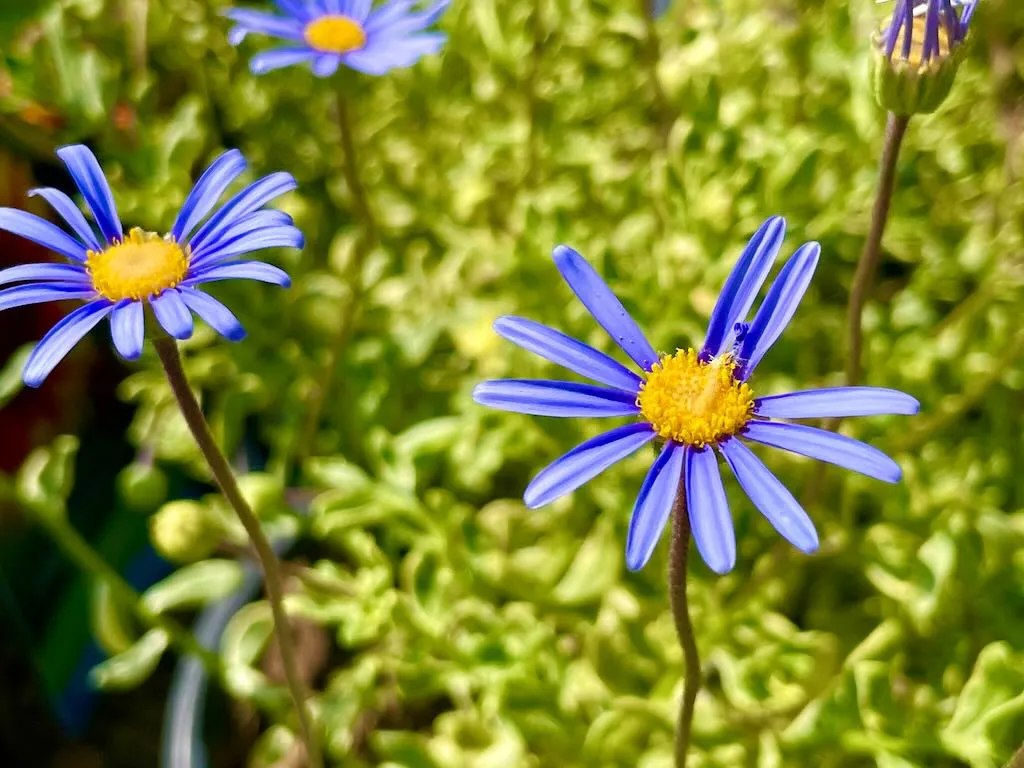 Felicia amelloides or Blue Marguerite_result - Online Flower Garden Felicia amelloides or Blue Marguerite