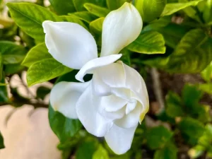 Gardenia jasminoides