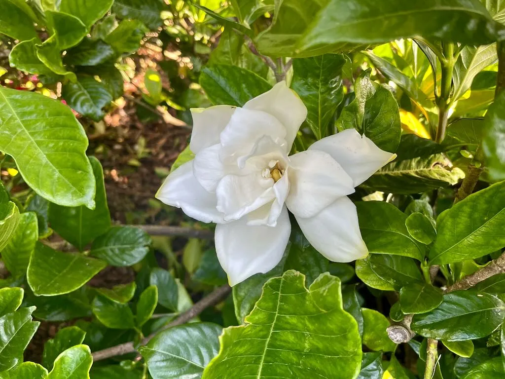 Gardenia jasminoides_result - Online Flower Garden Gardenia jasminoides