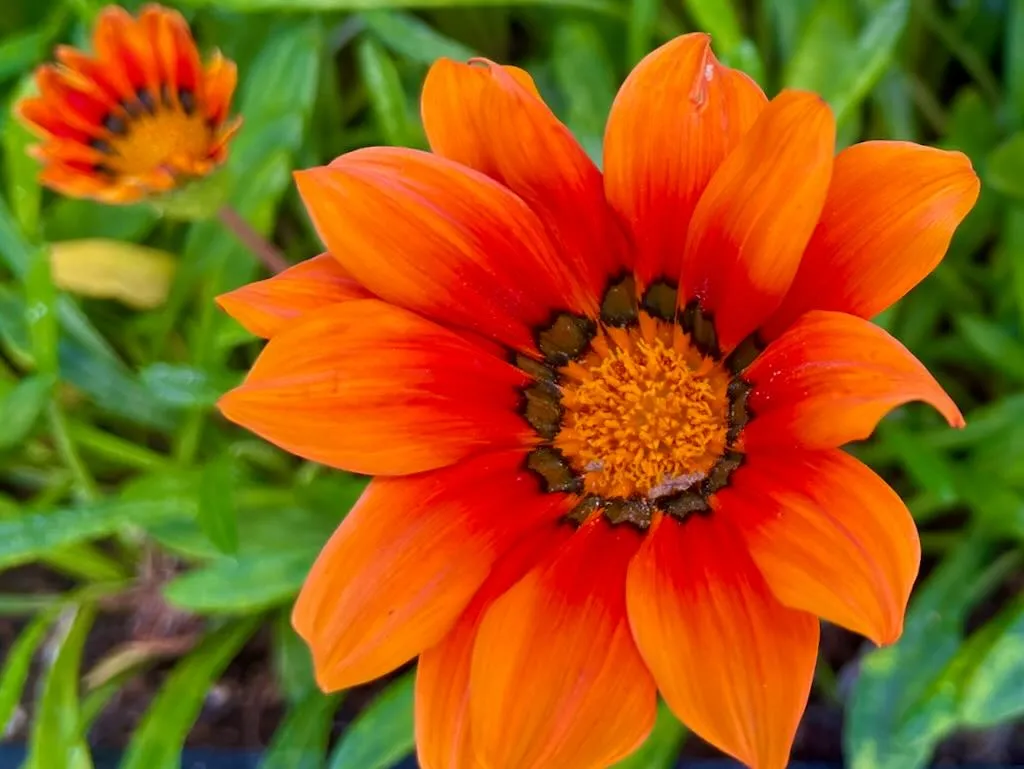 Gazania Fiesta Red-1_result - Online Flower Garden Gazania 'Fiesta Red'