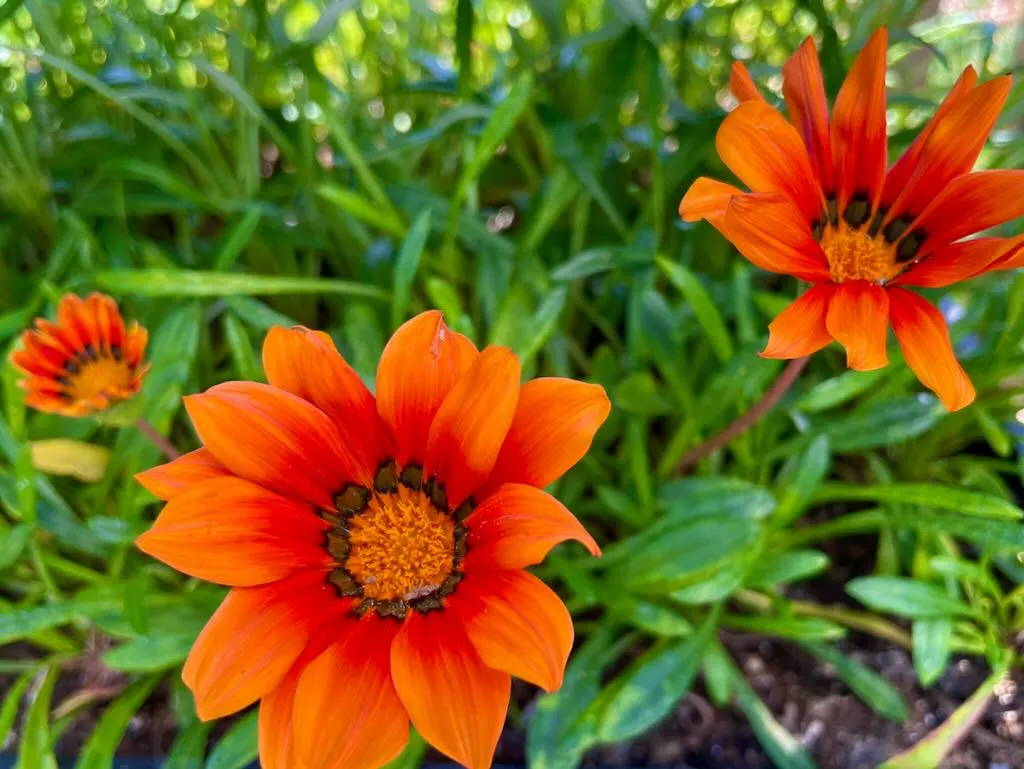 Gazania Fiesta Red_result - Online Flower Garden Gazania'Fiesta Red'
