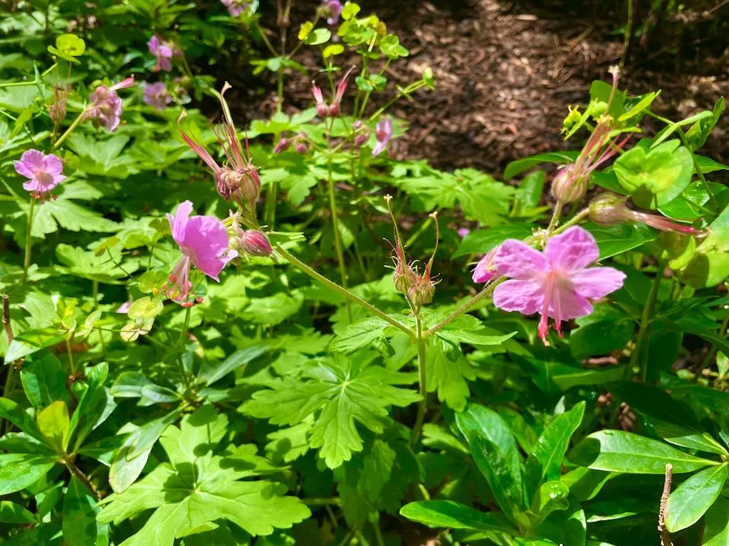 Geranium macrorrhizum Bevan's Variety-1_result - Online Flower Garden Geranium macrorrhizum'Bevan's Variety'