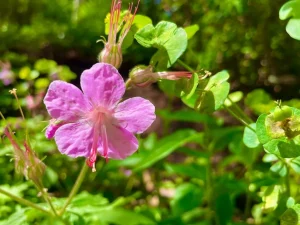 Geranium macrorrhizum 'Bevan's Variety'