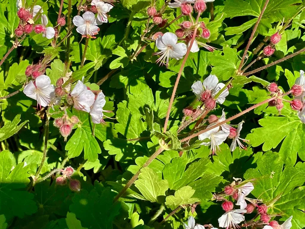 Geranium sanguineum Album-1_result - Online Flower Garden Geranium sanguineum'Album'