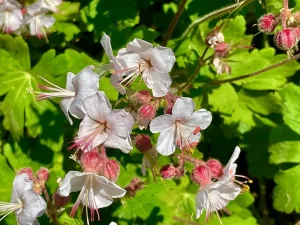 Geranium sanguineum 'Album'