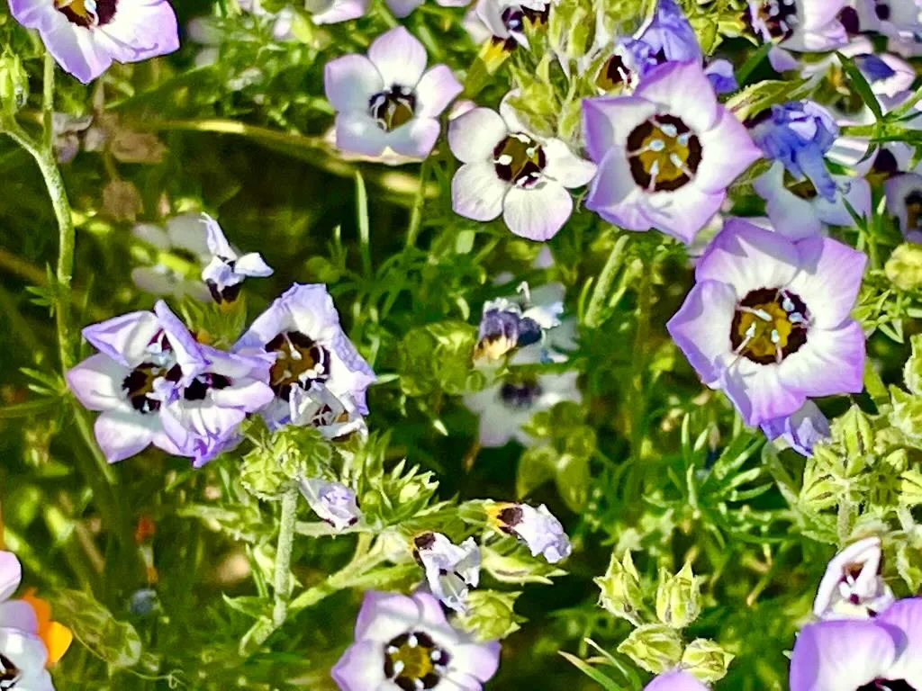 Gilia tricolor