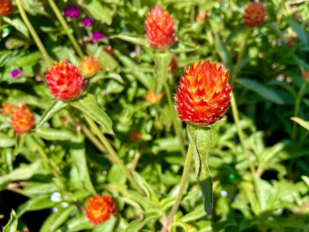 Gomphrena QIS Orange-1_result - Online Flower Garden Gomphrena'QIS™ Orange'