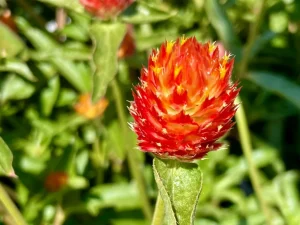 Gomphrena 'QIS™ Orange'