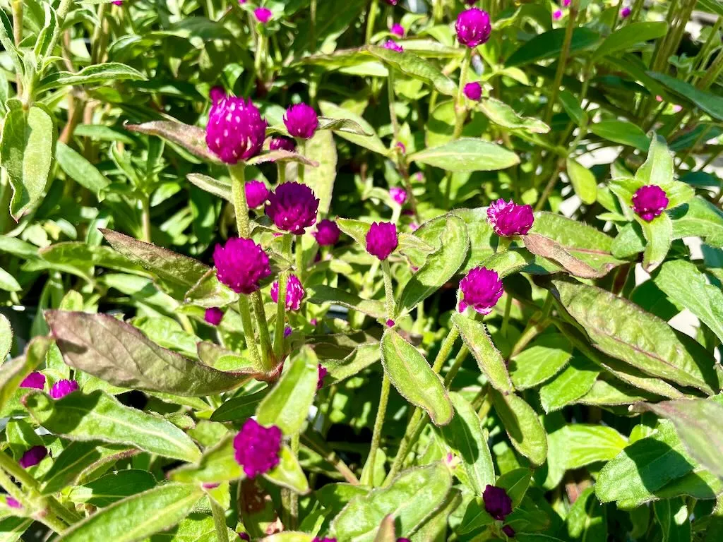 Gomphrena globosa Las Vegas Purple-1_result - Online Flower Garden Gomphrena globosa'Las Vegas Purple'