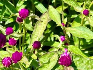 Gomphrena globosa 'Las Vegas Purple'