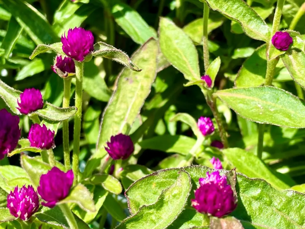 Gomphrena globosa Las Vegas Purple_result - Online Flower Garden Gomphrena globosa 'Las Vegas Purple'