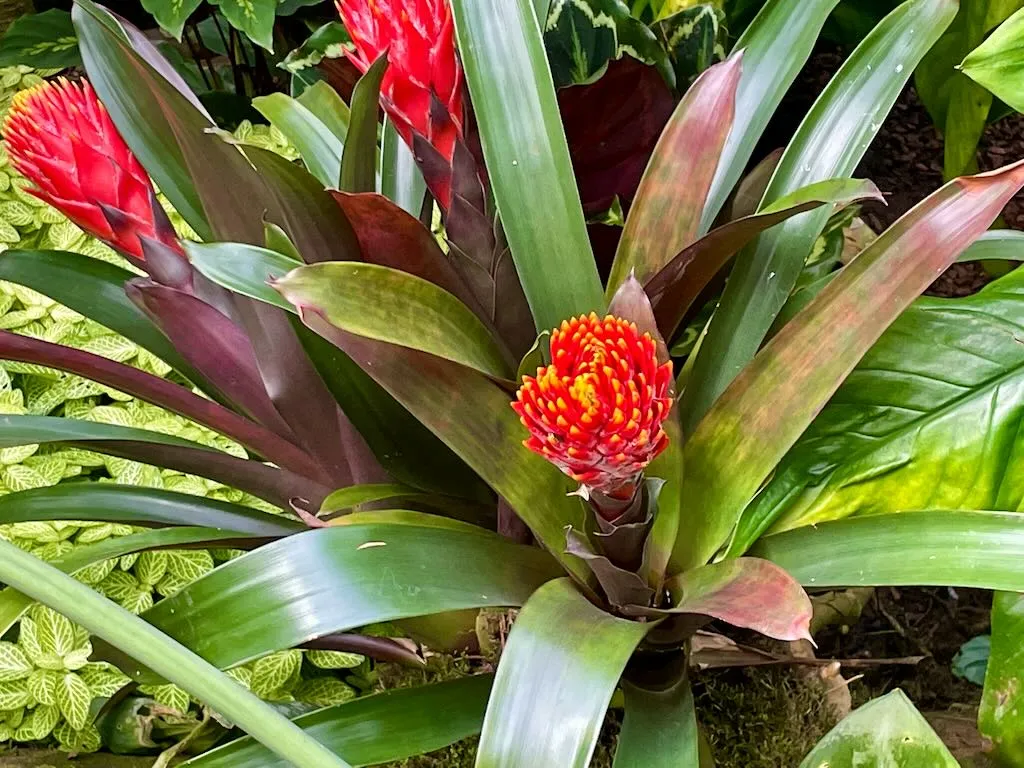 Guzmania conifera-1_result - Online Flower Garden Guzmania conifera