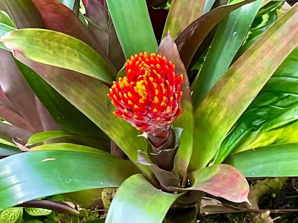 Guzmania conifera_result - Online Flower Garden Guzmania conifera