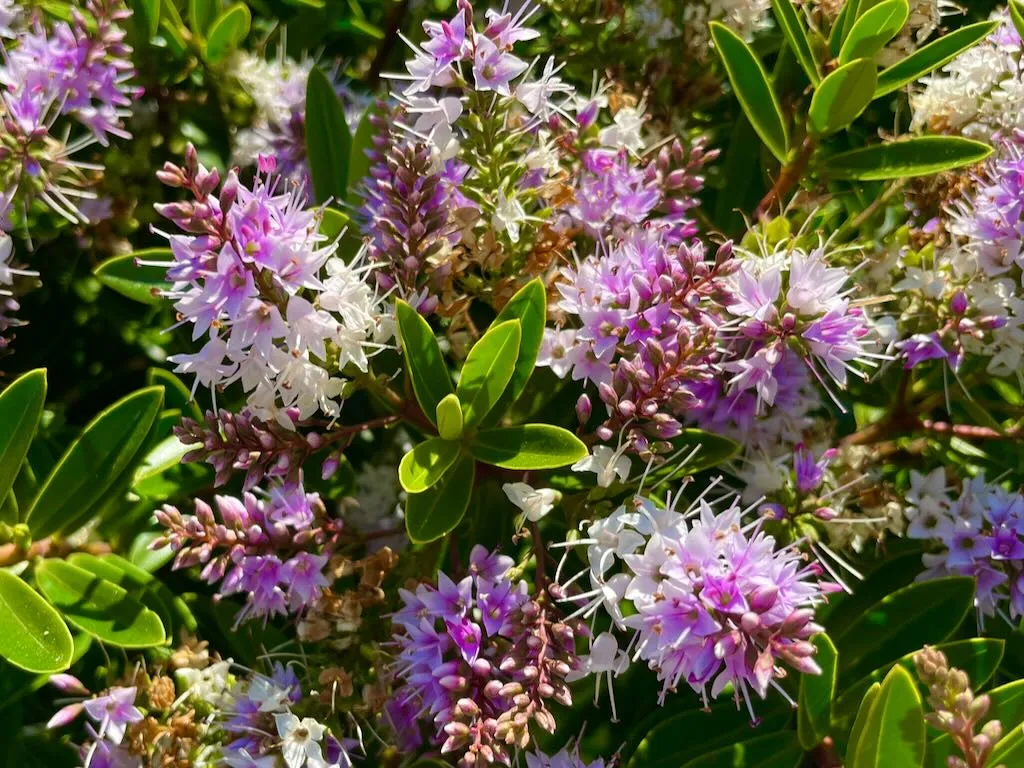 Hebe Coed or Coed Hebe-1_result - Online Flower Garden Hebe 'Coed' or Coed Hebe