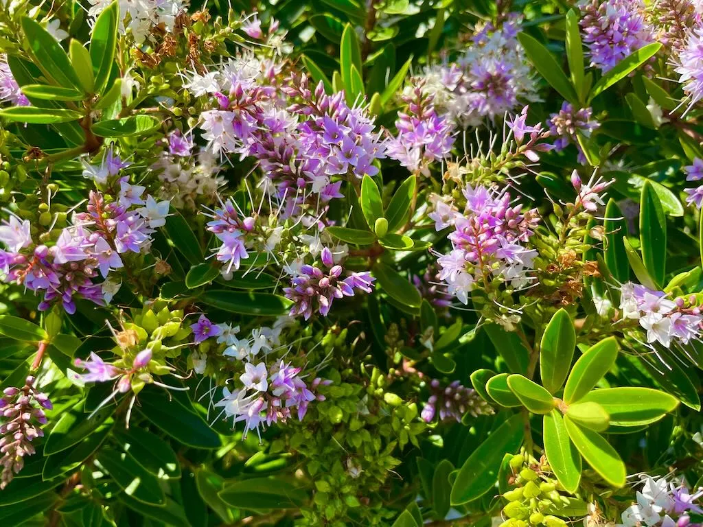 Hebe Coed or Coed Hebe_result - Online Flower Garden Hebe'Coed' or Coed Hebe
