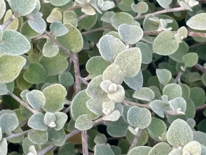 Helichrysum petiolare
