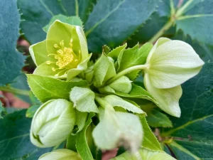 Helleborus argutifolius