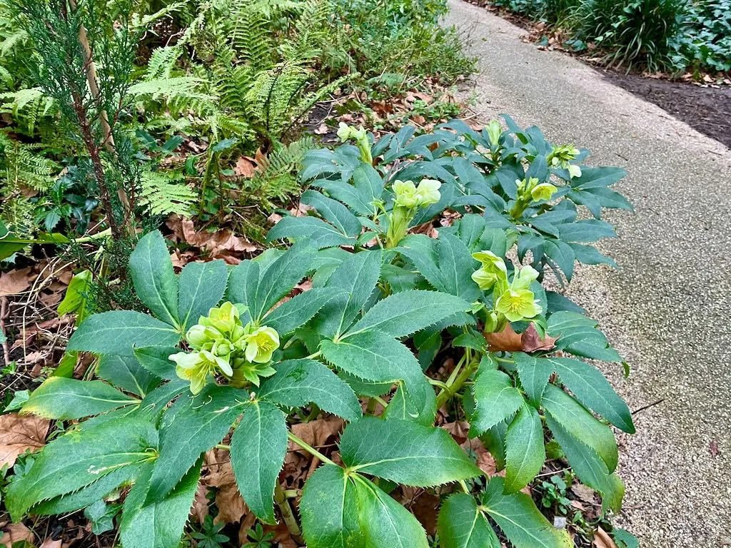 Helleborus argutifolius