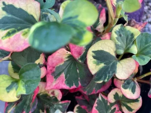 Houttuynia cordata 'Chameleon'