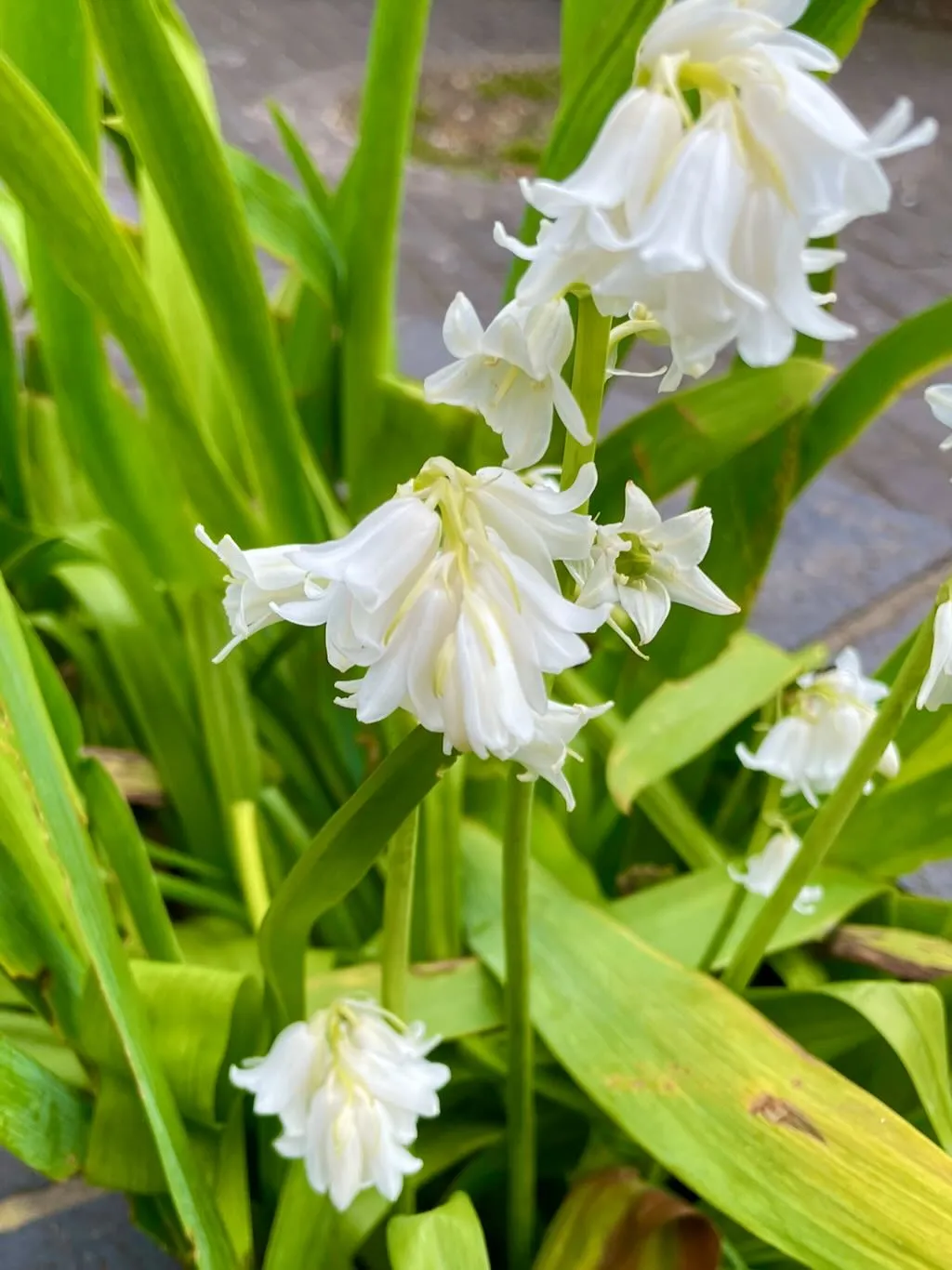 Hyacinthoides hispanica White City-1_result - Online Flower Garden Hyacinthoides hispanica'White City'