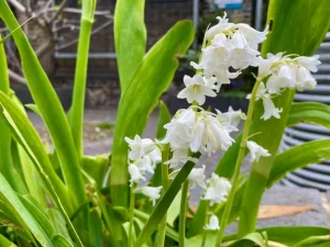 Hyacinthoides hispanica 'White City'