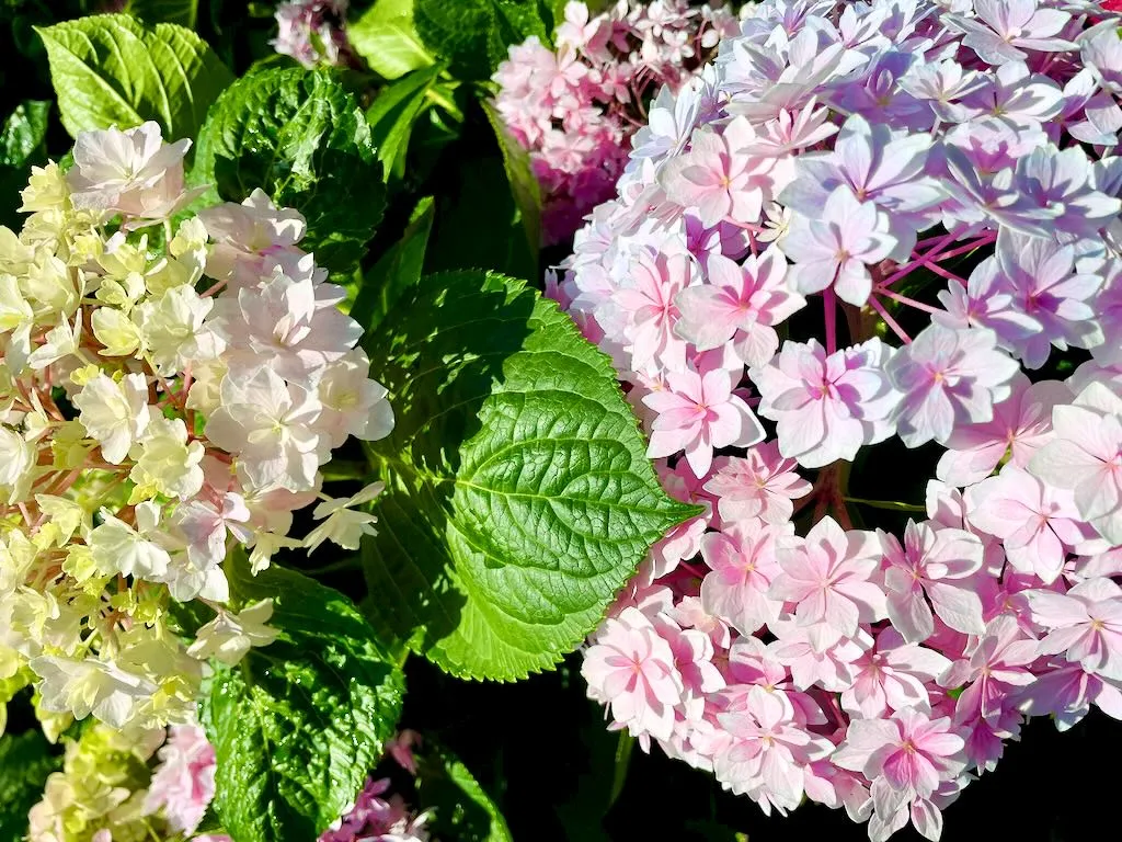 Hydrangea'Double Delight Perfection'