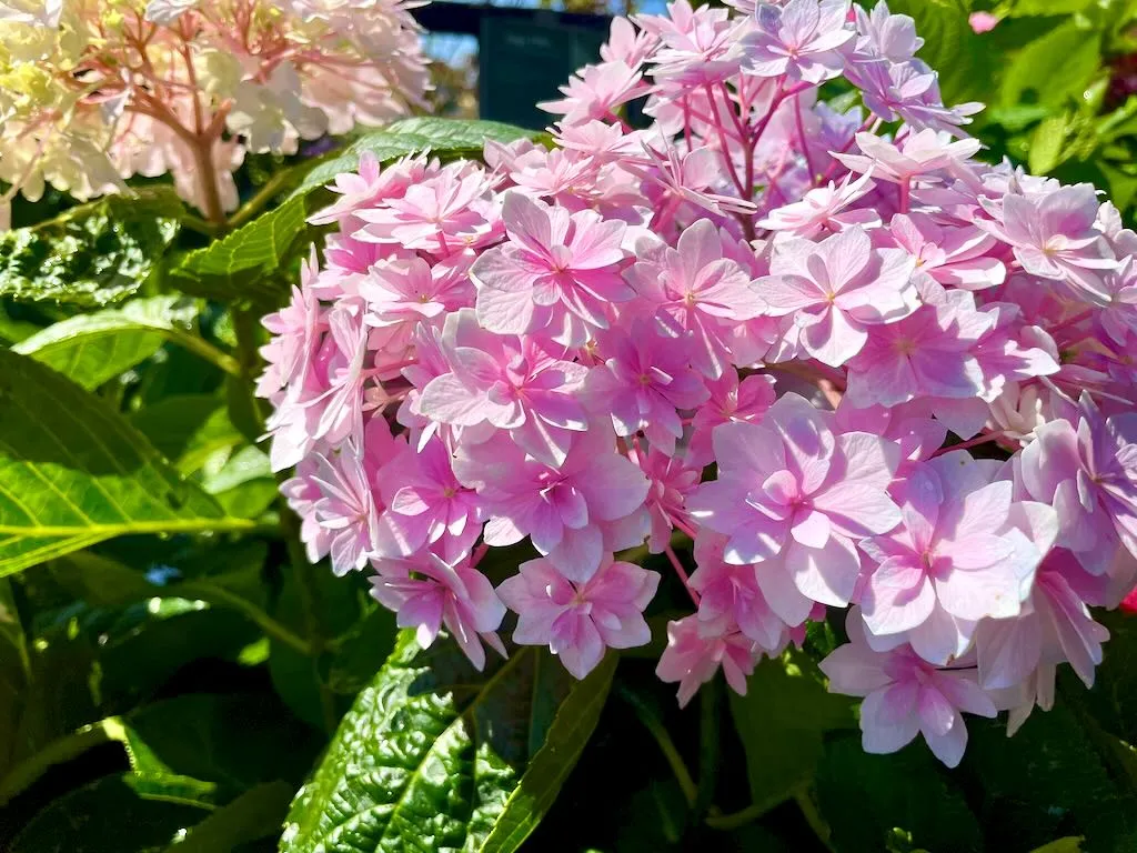 Hydrangea 'Double Delight Perfection'