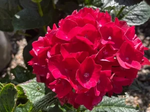 Hydrangea 'Heart Throb®'