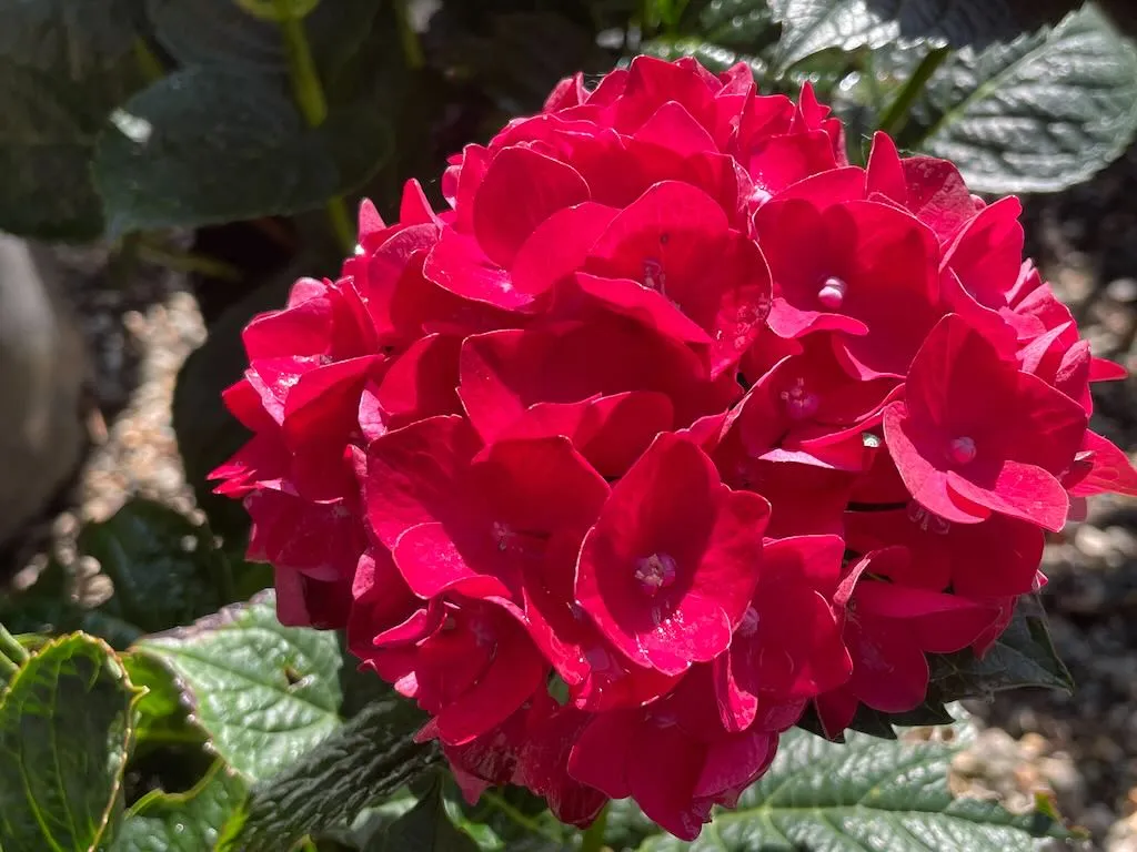 Hydrangea 'Heart Throb®'