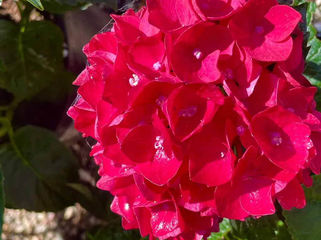 Hydrangea'Heart Throb®'