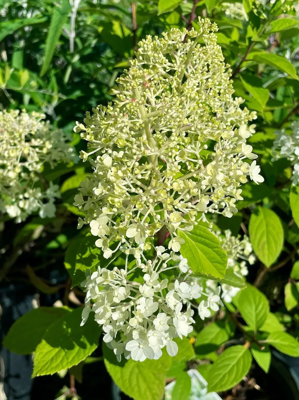 Hydrangea paniculata'Bobo®'