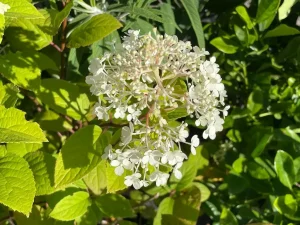 Hydrangea paniculata 'Bobo®'
