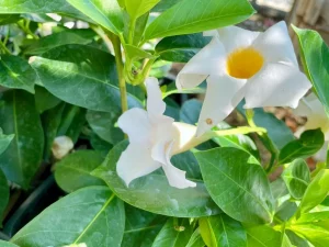 Mandevilla 'Sundenia White'