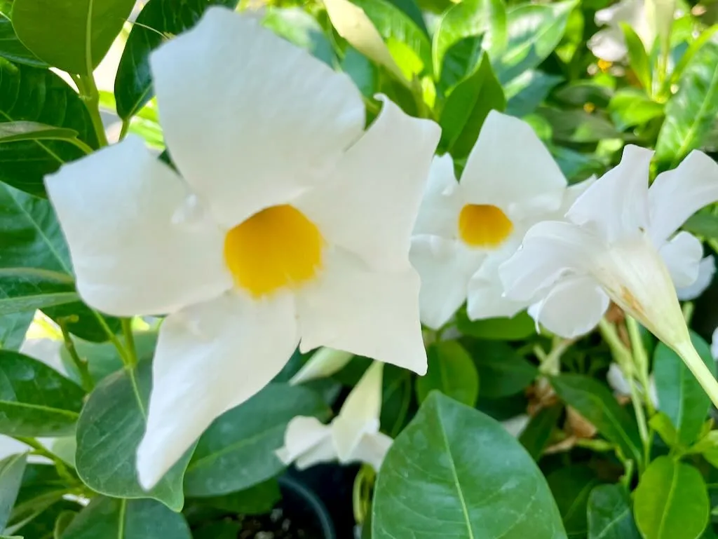 IMG_6266_result - Online Flower Garden Mandevilla'Sundenia White'