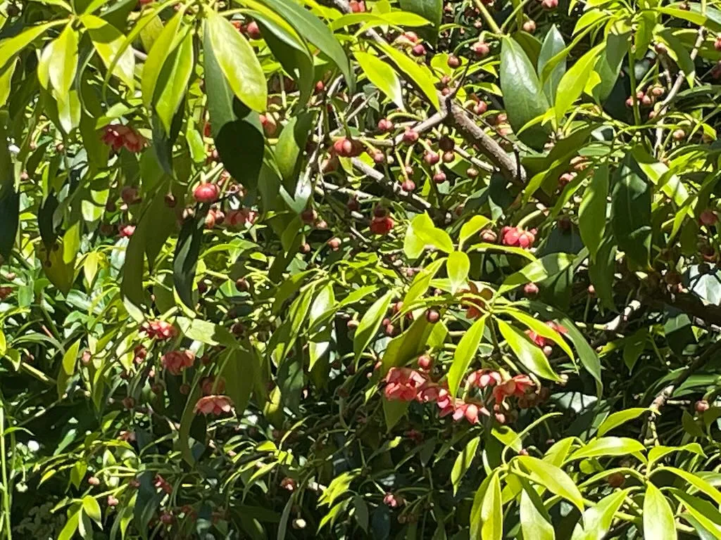 Illicium parviflorum or Badianifera parviflora-1_result - Online Flower Garden Schisandraceae Illicium parviflorum or Badianifera parviflora