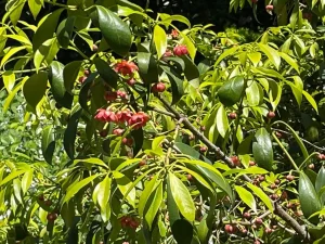 Illicium parviflorum or Badianifera parviflora