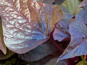 Ipomoea 'SolarPower™ Black Heart'
