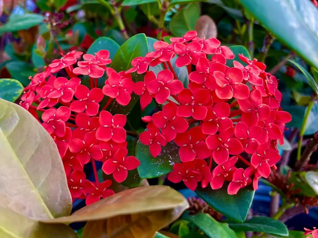 Ixora coccinea Maui Red-1_result - Online Flower Garden Ixora coccinea'Maui Red'