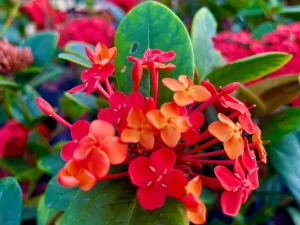 Ixora coccinea 'Maui Red'