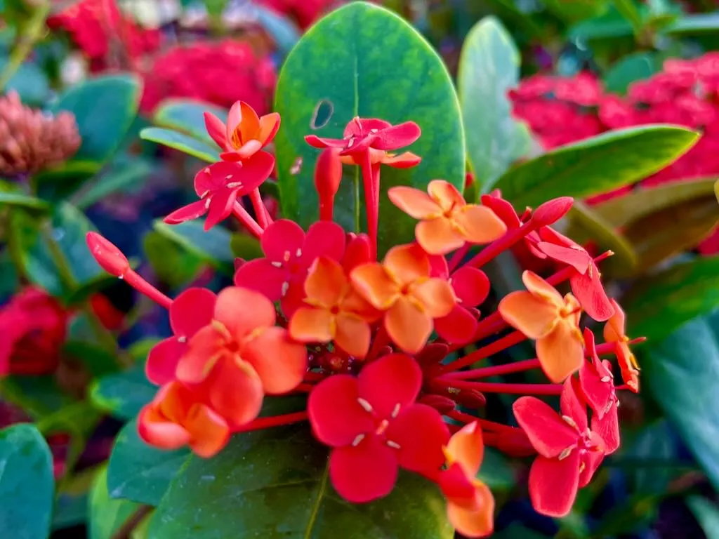 Ixora coccinea Maui Red_result - Online Flower Garden Ixora coccinea 'Maui Red'