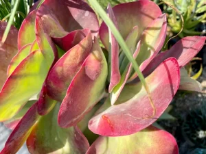 Kalanchoe luciae or Paddle Plant