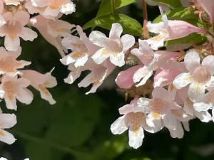 Kolkwitzia amabilis 'Pink Cloud'
