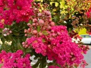 Lagerstroemia speciosa or Queen's Crepe-Myrtle