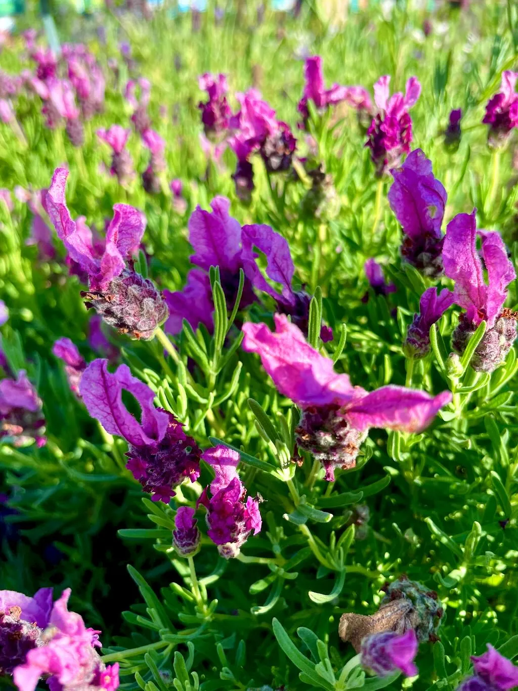 Lavandula Javelin Forte Deep Rose-1_result - Online Flower Garden Lavandula'Javelin Forte™ Deep Rose'